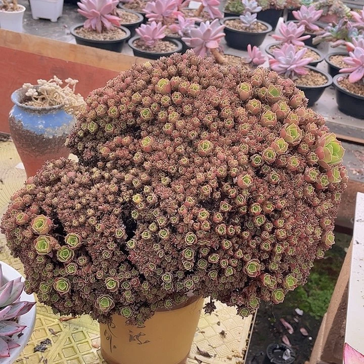 玫瑰法师朵朵缀3060多肉植物