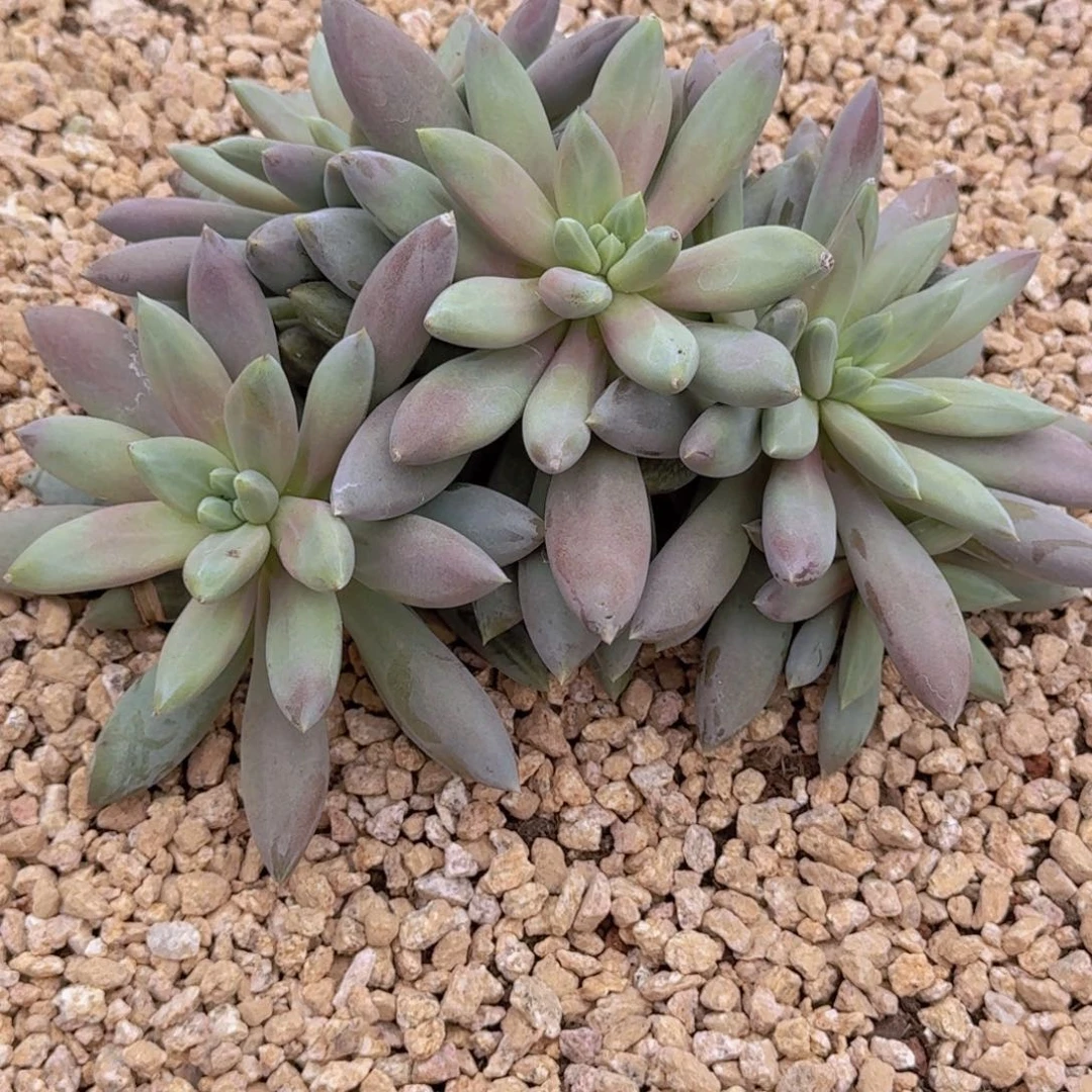 花***夏哥特老桩精品多肉