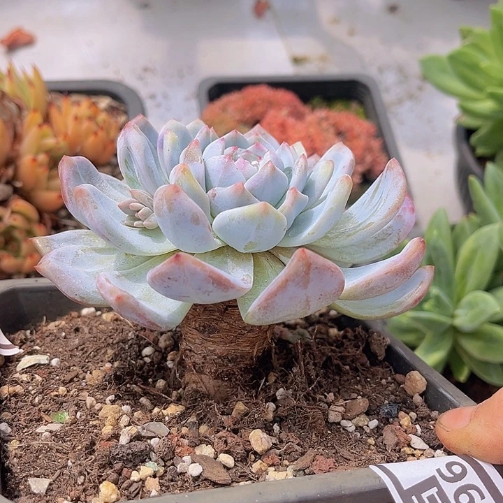 橙梦露1396多肉植物