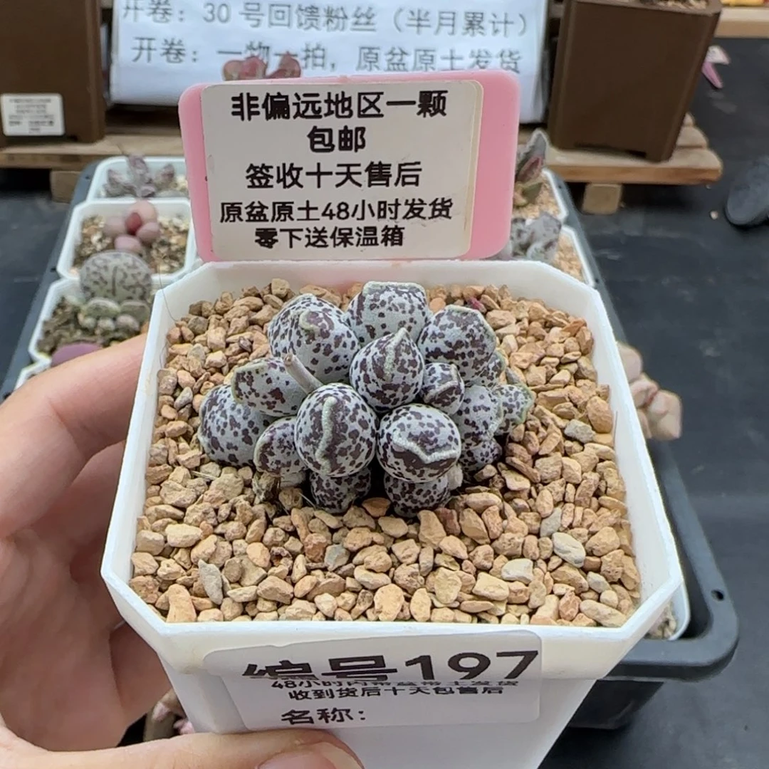 197达摩海报多肉