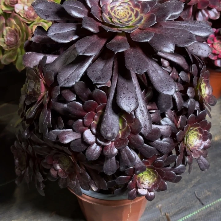 瑞妈一物一拍128