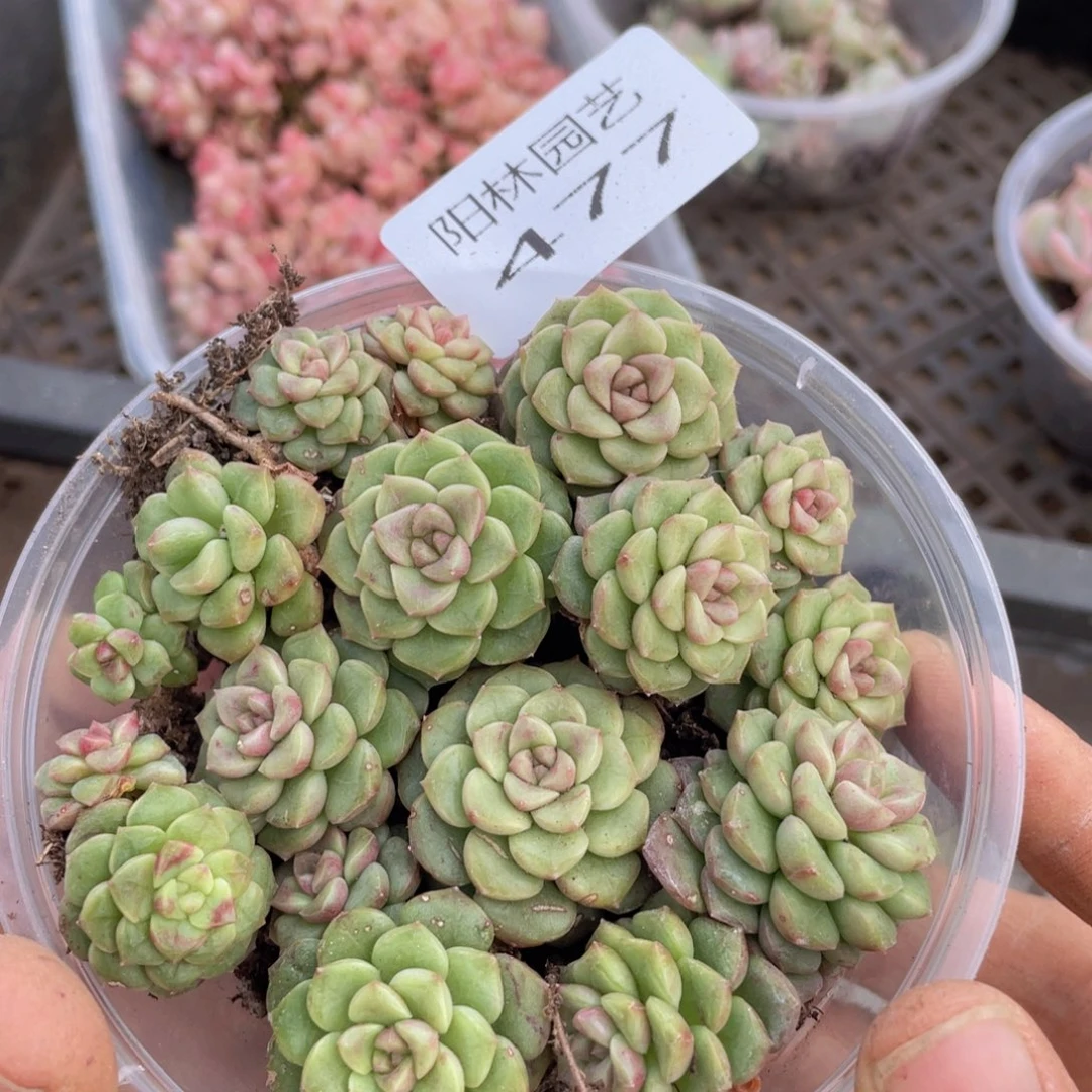 多肉植物多肉植物477