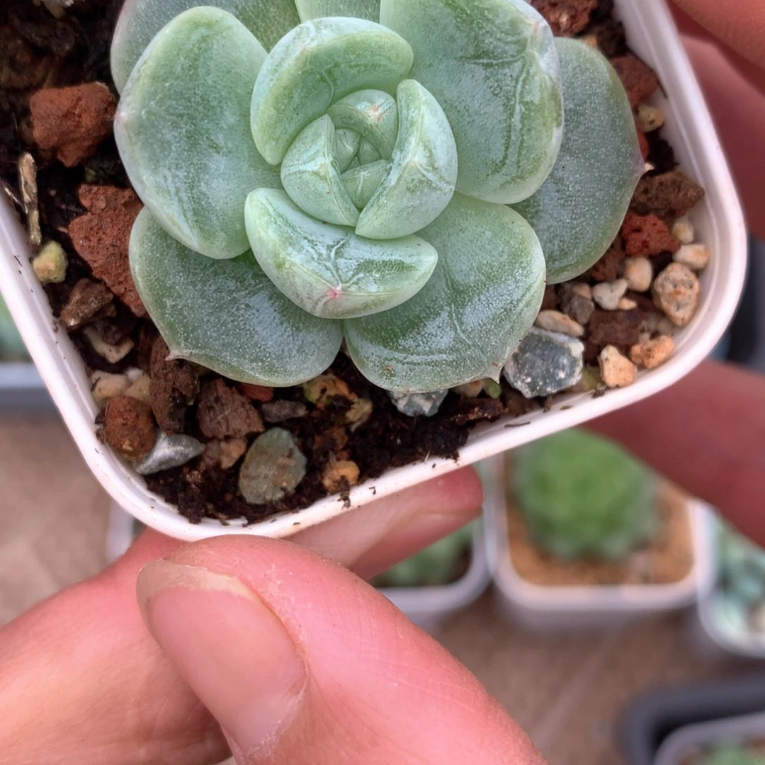 全部花朵香香姐专拍