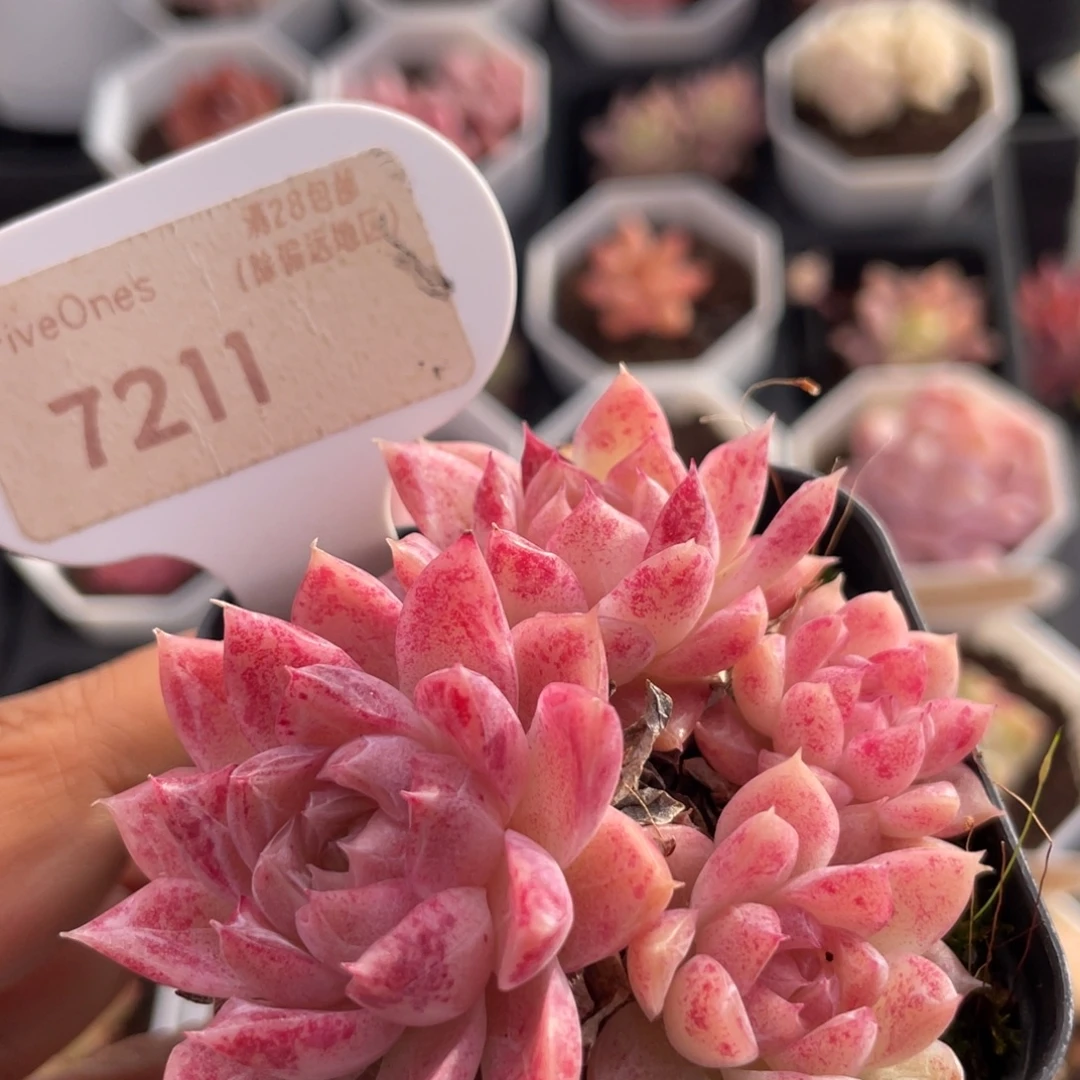 胭脂扣7211-6.0厘米