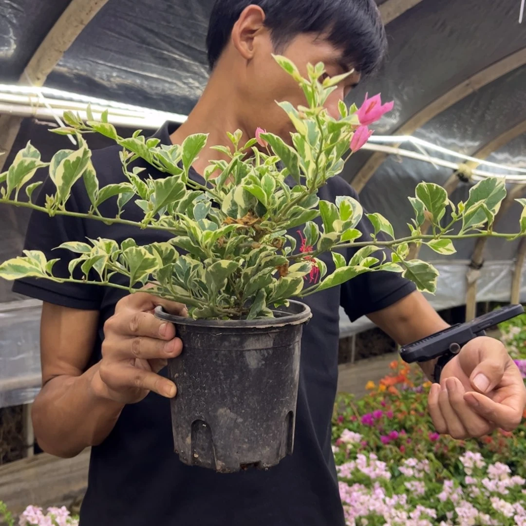 完全开放（粉布丁）三角梅会落花落叶会光杆苗有大有小