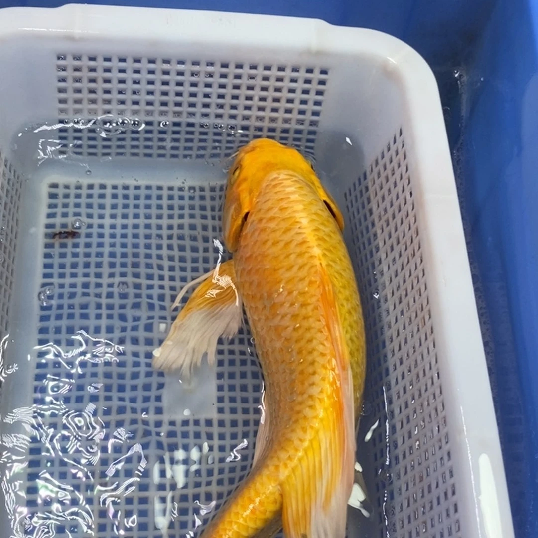 锦鲤冷水锦鲤包邮