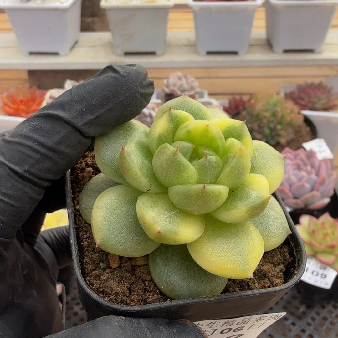 1106-112晴空珍妮锦单头