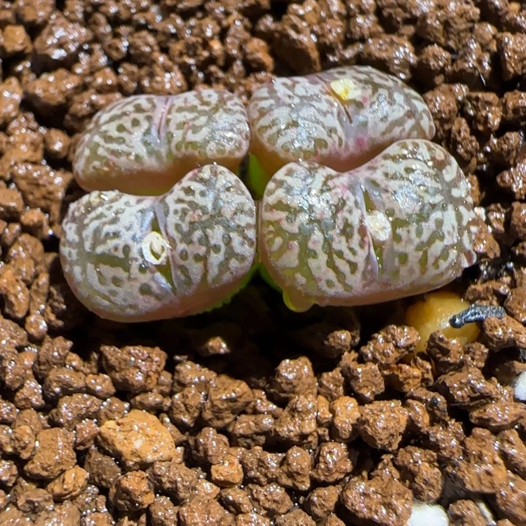 肉锥多肉植物组合-勋章431
