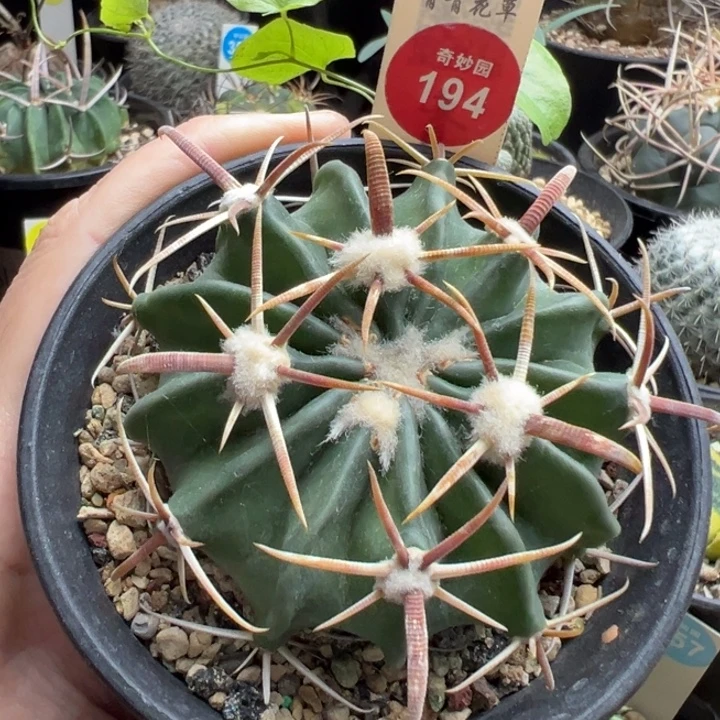 凌波实生有瑕疵特价满20包邮