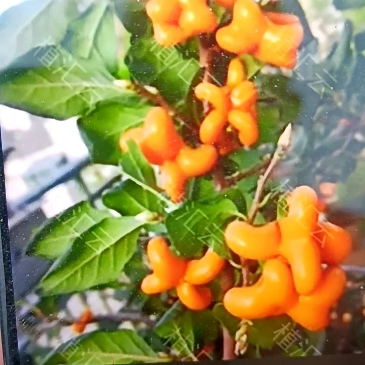 无花朵桂花老鸦根苗