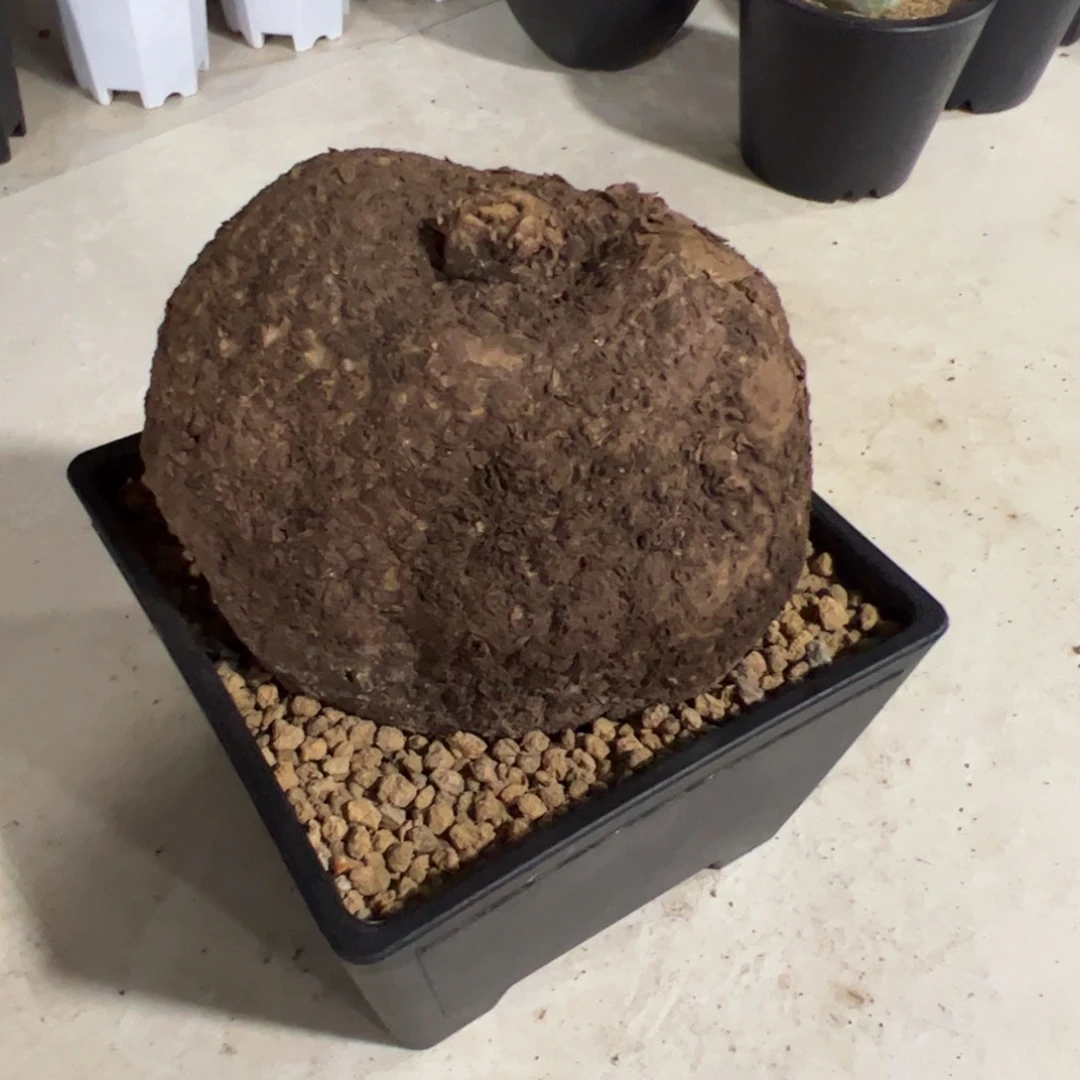 山乌龟一物一拍裸根发