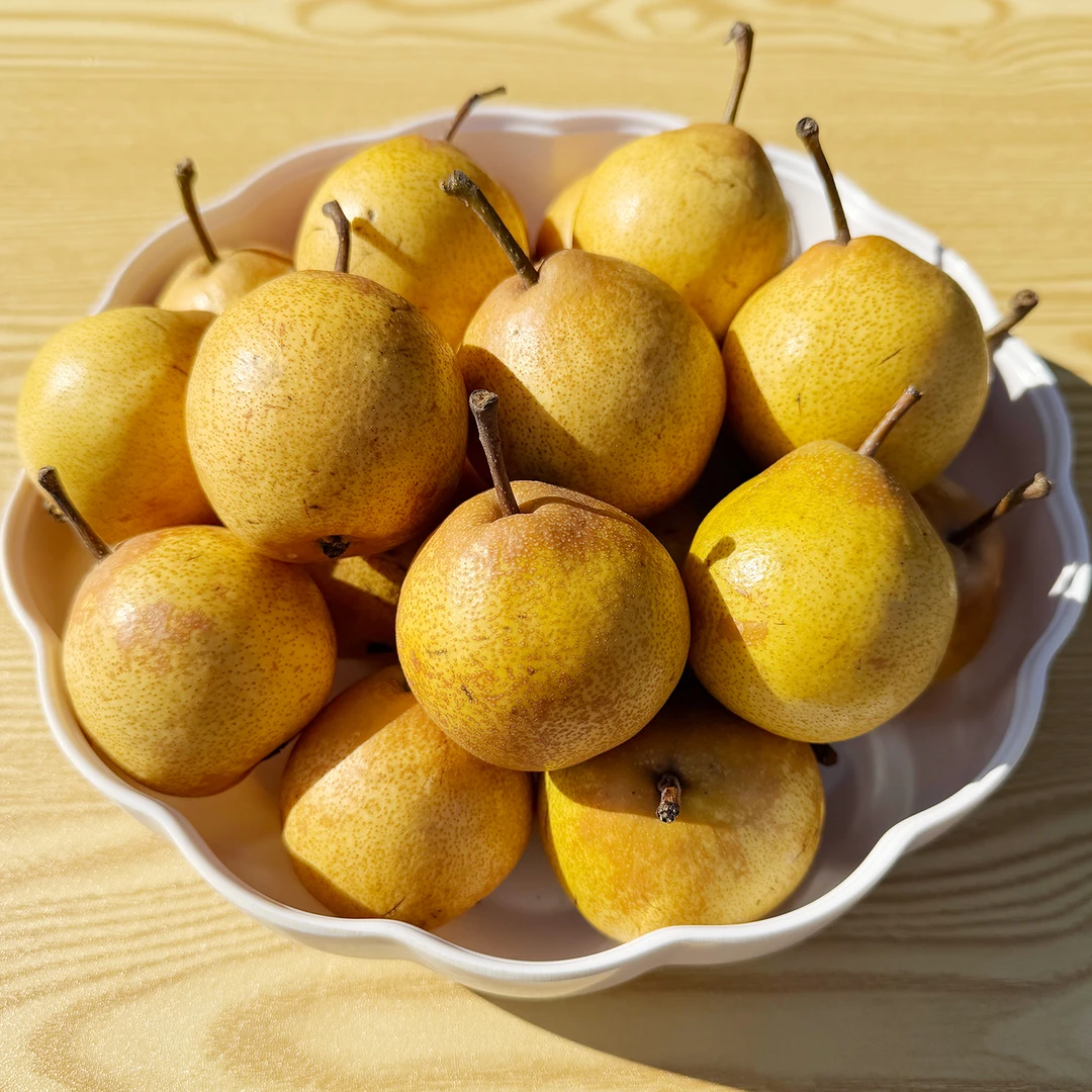 放软食用东北老式尖把梨2-5斤中通/顺丰包邮新鲜应季软糯多汁水果