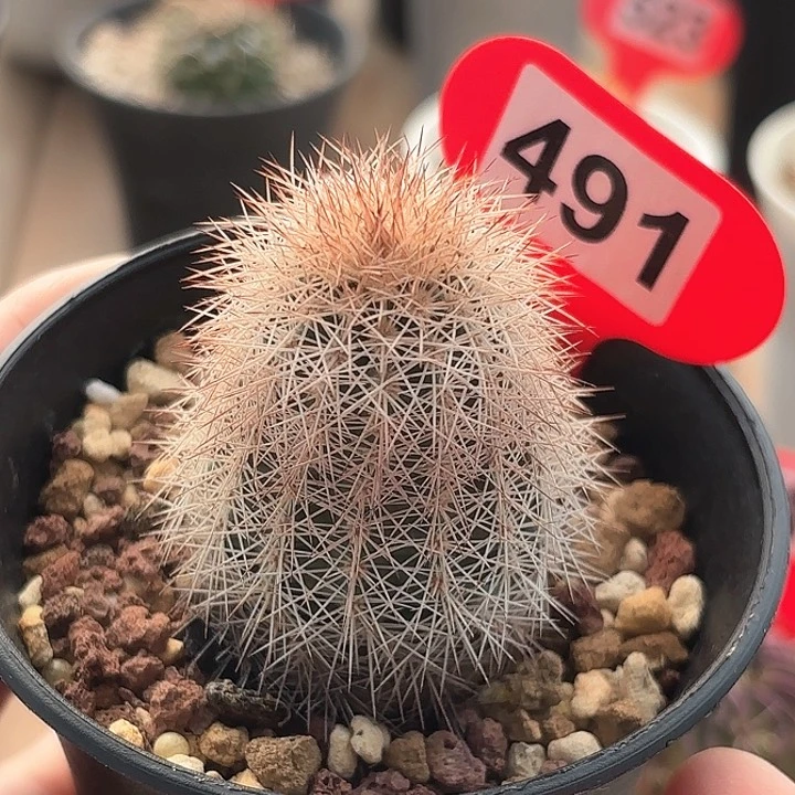 仙人球实 生御旗