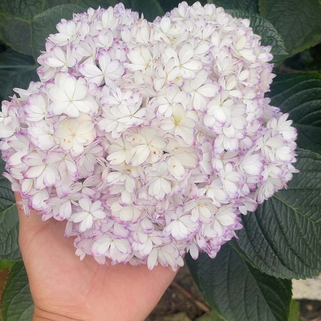 完全开放绣球切花一物一拍3枝起包邮，23
