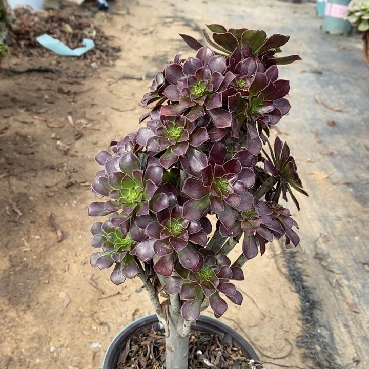 黑法7多肉植物保护法师
