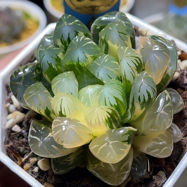 553卜卜紫锦亚成福利