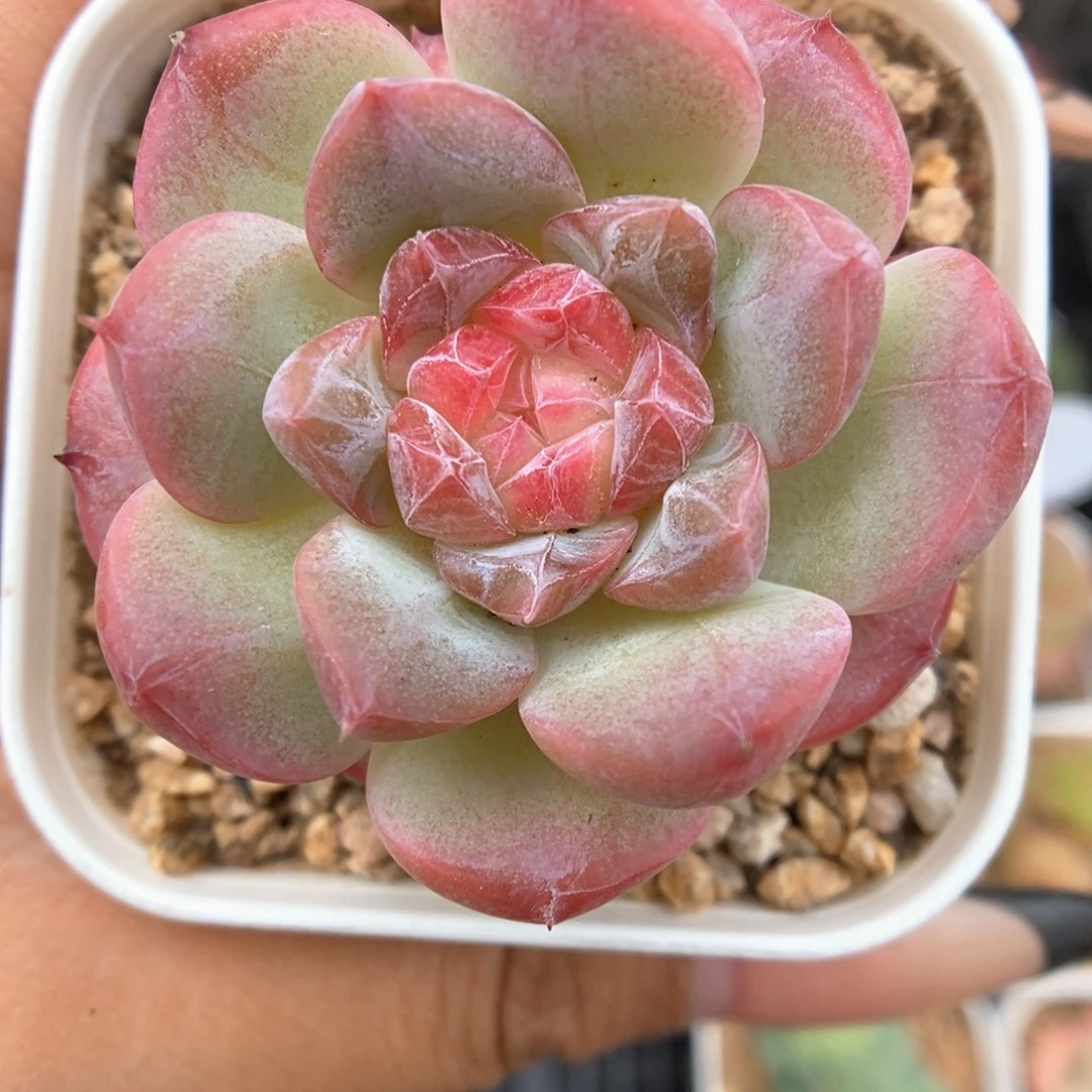 寒江雪可拍。