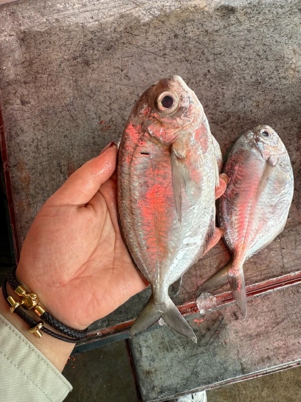 新鲜海鱼 南鲳鱼 肉鲳鱼 鲳鱼 3斤