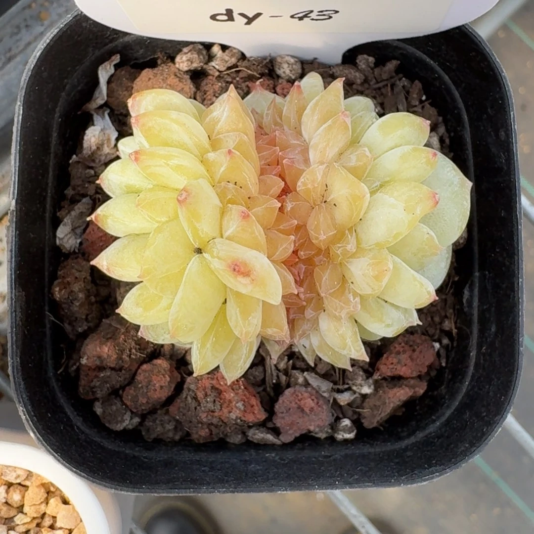 大*?0129-043-罐罐Hui