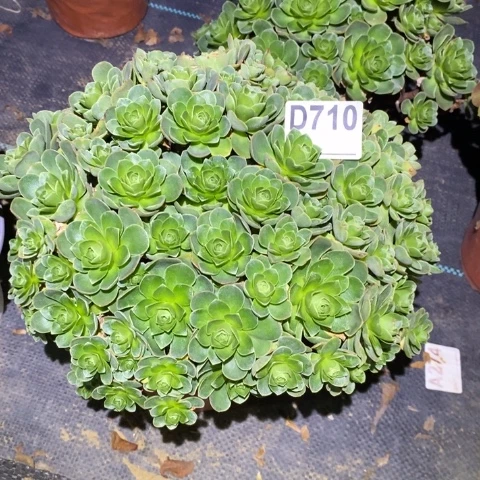 树玫瑰多肉植物法师不包损