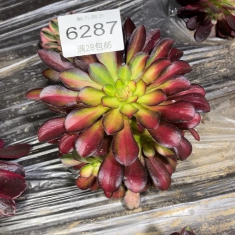 魅力七多肉多肉6287