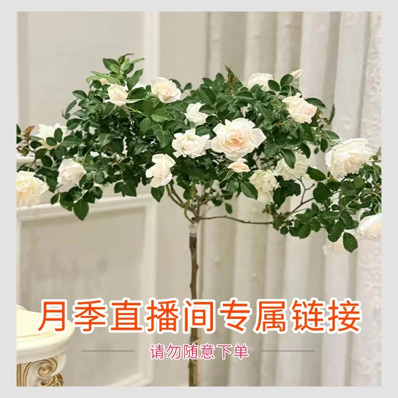 灌木月季/月季树苗 此商品为直播间专属链接请勿随意下单