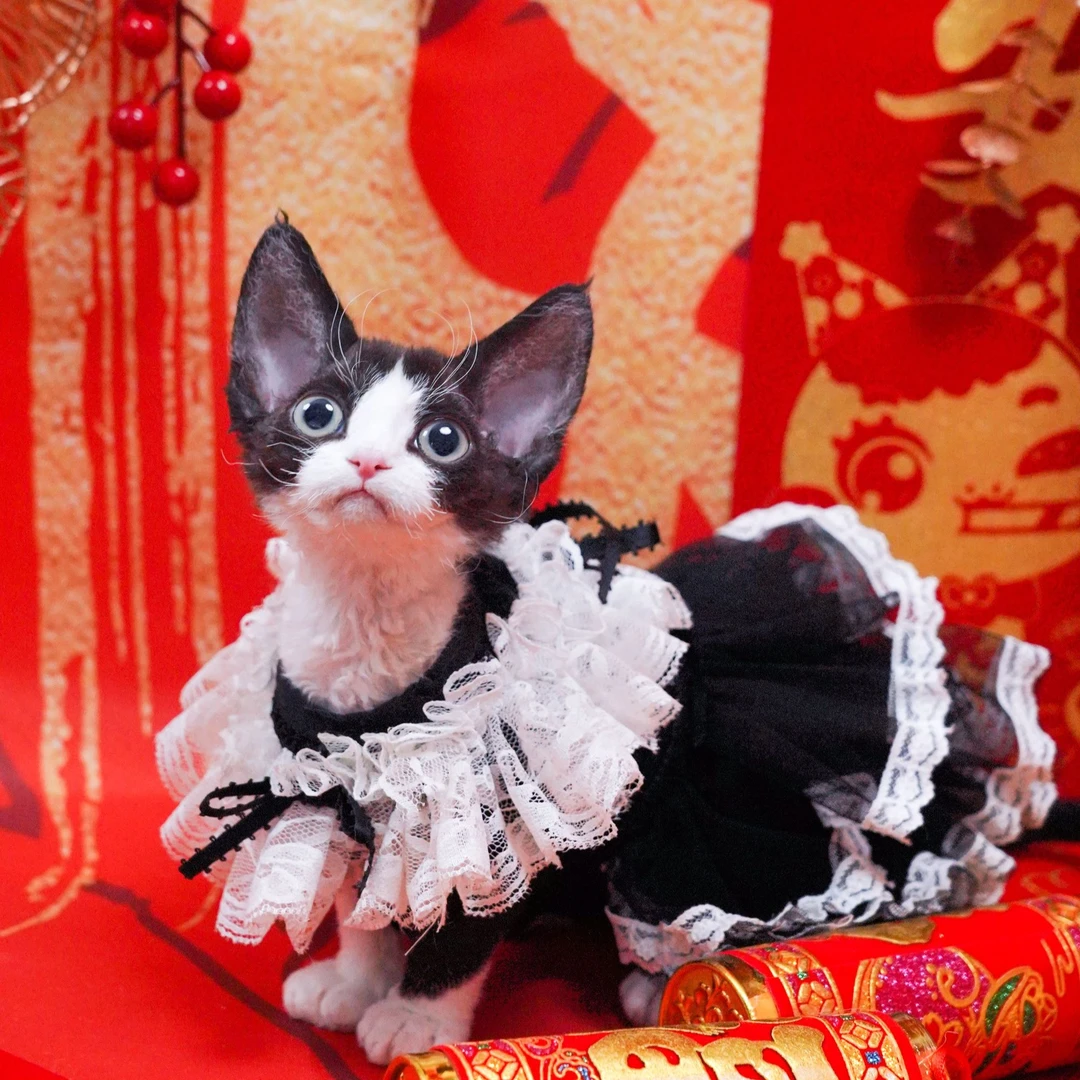 福星妹妹 德文卷毛猫