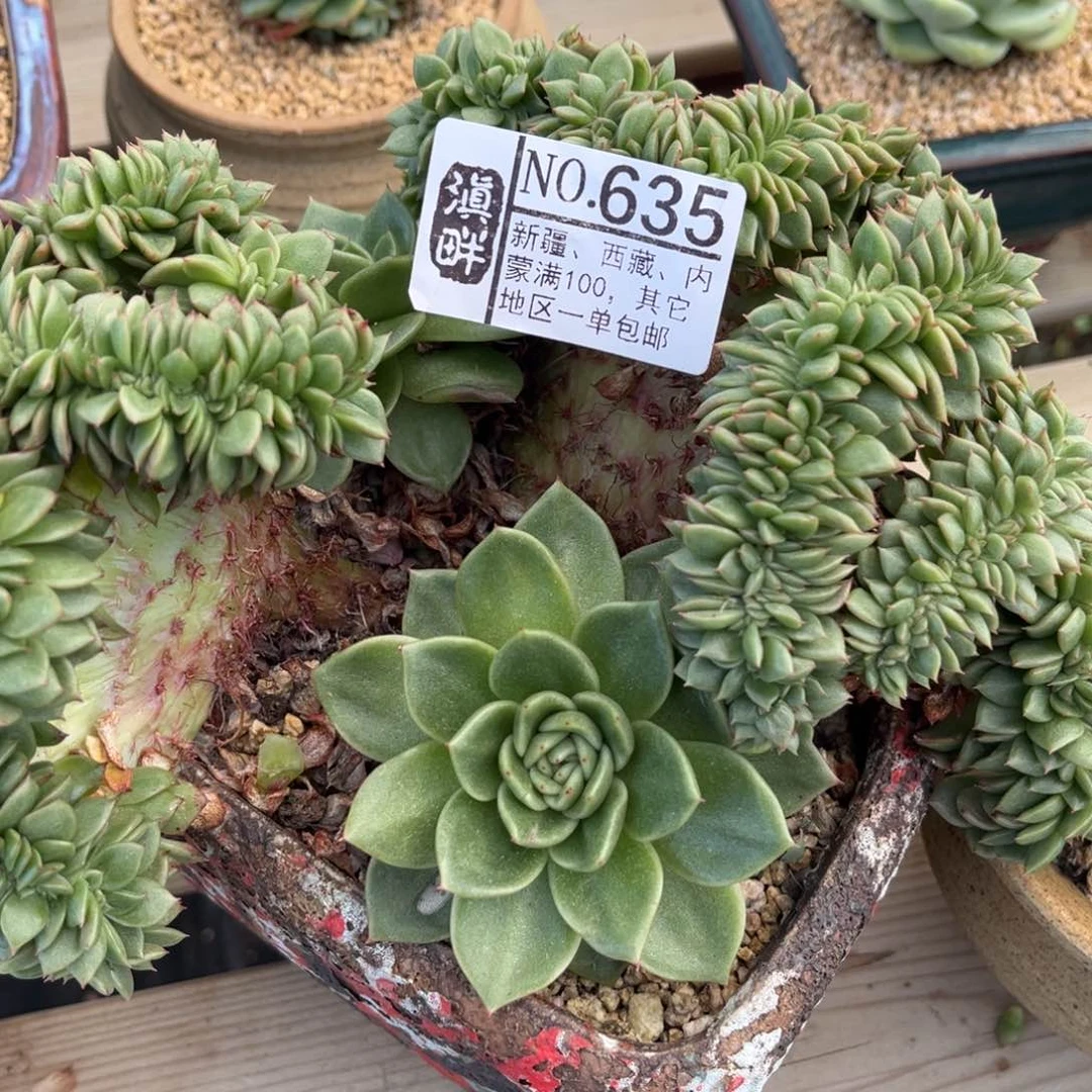 鑫***司48…………………………………………1