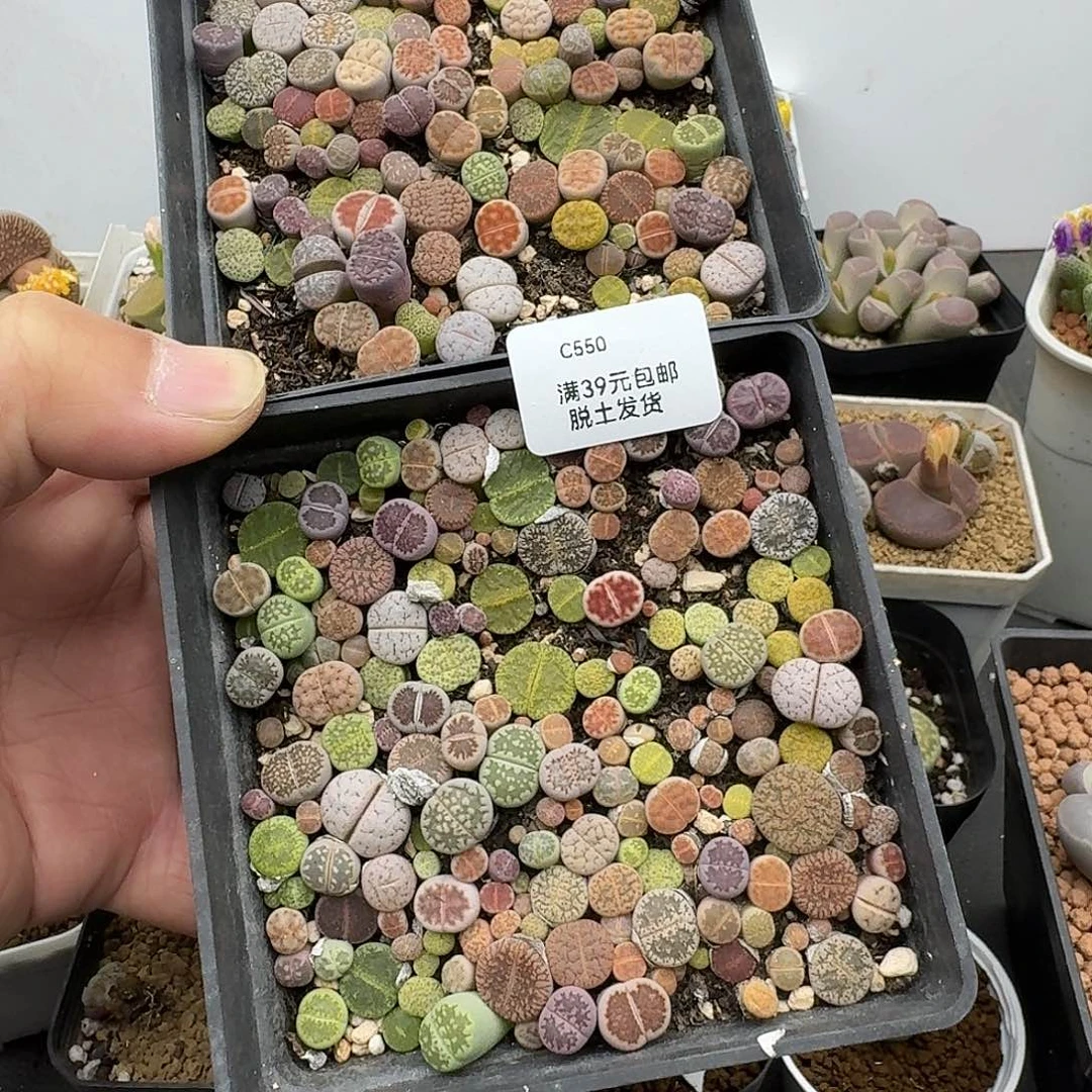 借***月550多肉哈哈哈哈哈哈