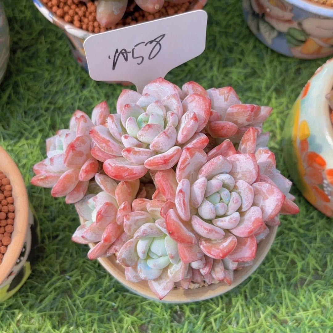 六***月云南金致家精品多肉