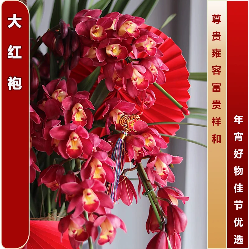 大红袍5枝剑起落地款红色大花蕙兰 好养室内绿植秋冬年宵花多年生