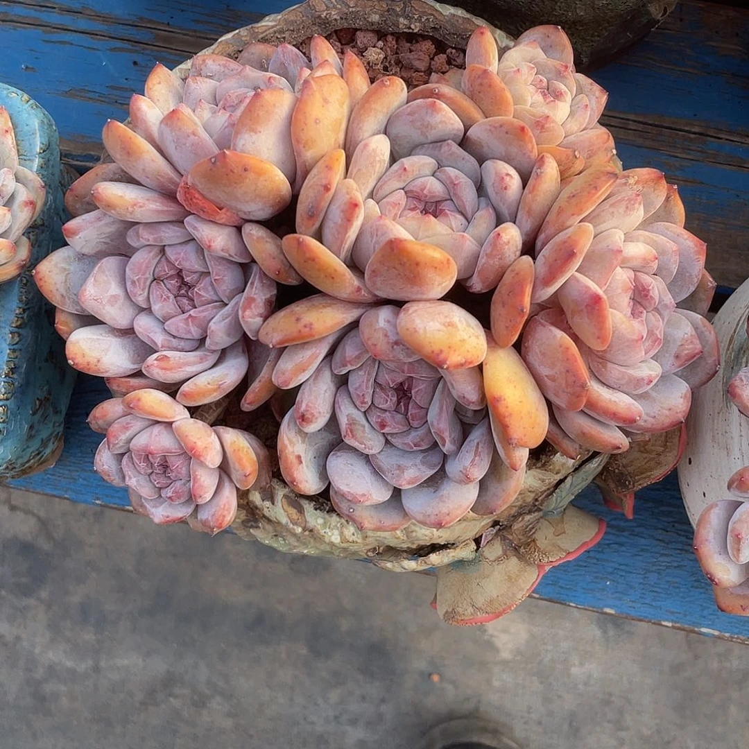 7头糖心星影群生。