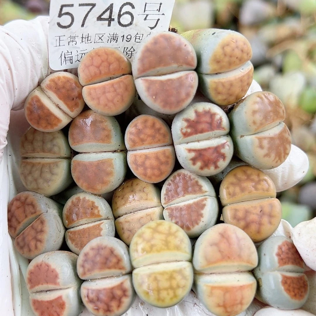 5746 好养易活生石花大母本19个1.5cm左右