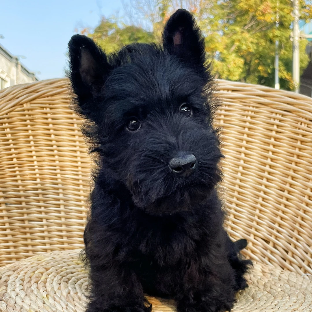 苏格兰梗幼犬纯种宠物狗活体尾款成交链接