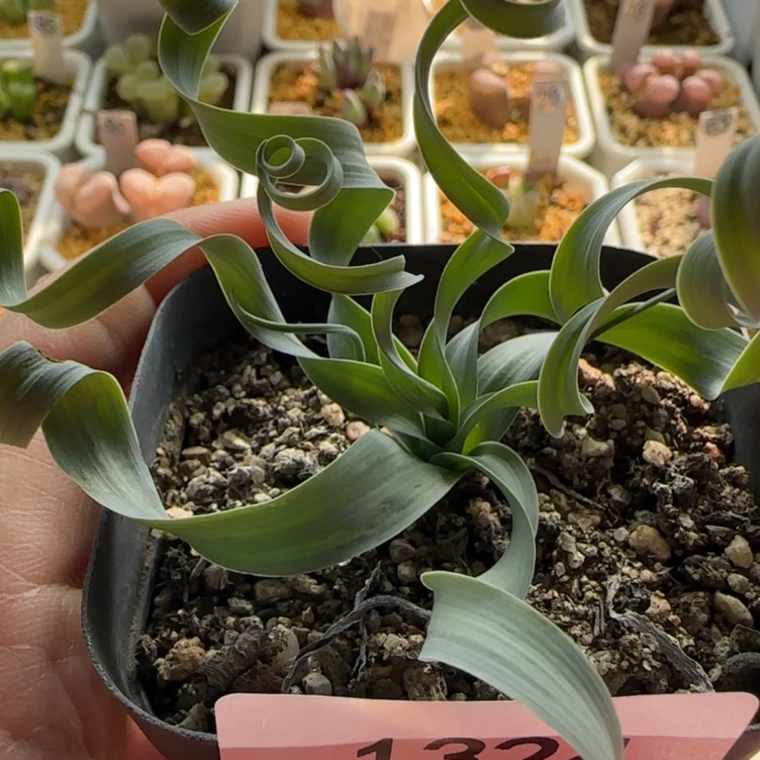 【闪购商品】1324贵妃弹当天28包邮非偏远