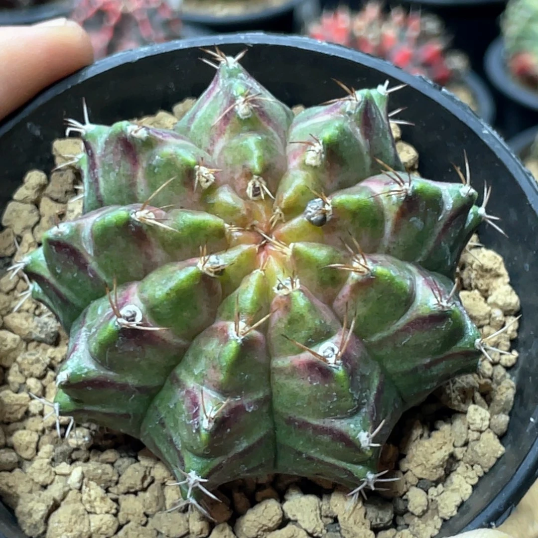 当前无花朵，栽培后可花朵轮回21