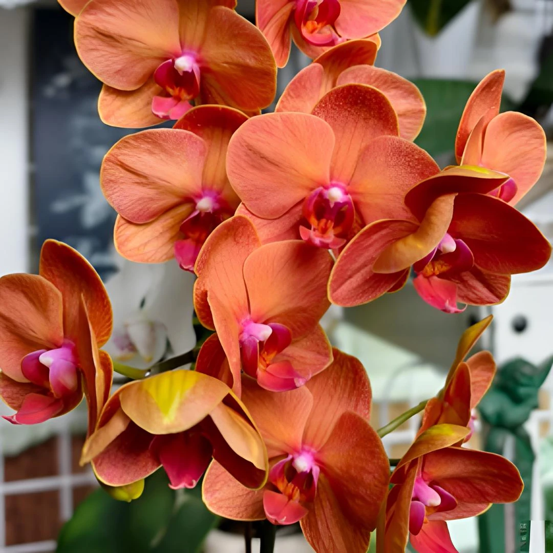 稀有品种【椪柑】多花蝴蝶兰带花剑室内花卉盆栽