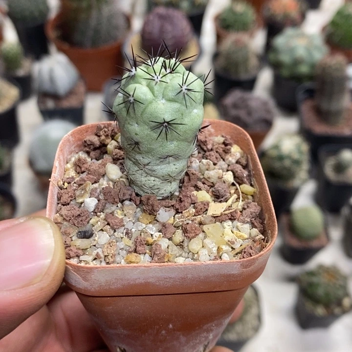 黑刺帝王丸特价福利