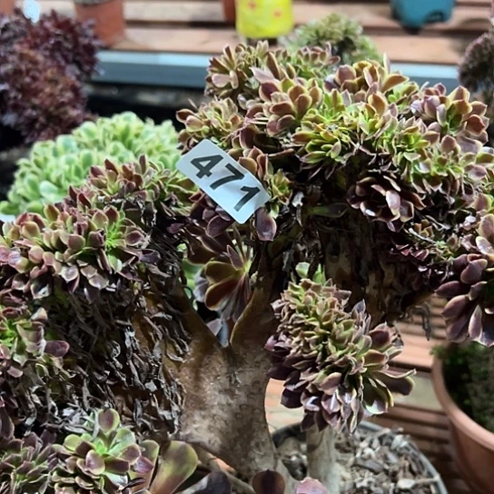 莫***然多肉植物一个欧嘉莉有伤471