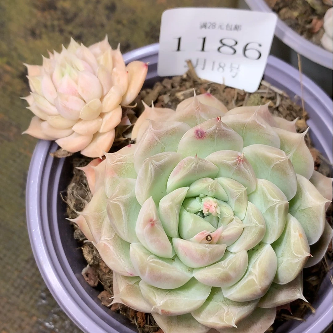 【闪购商品】云1186