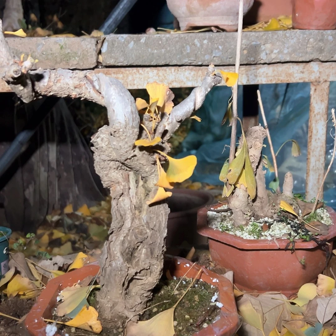 听***信无花朵银杏盆景是在当地