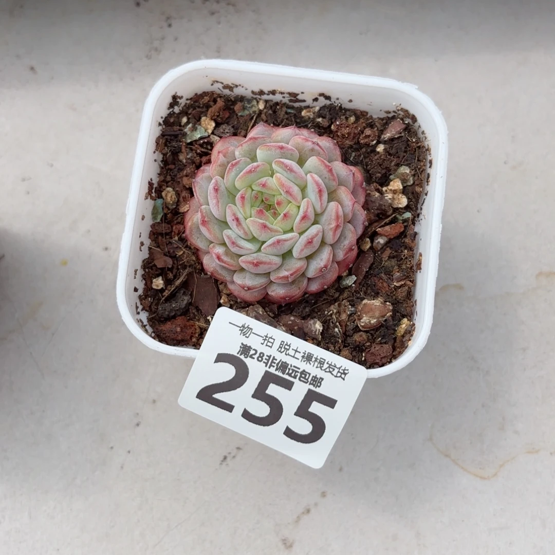 白胖子单头无盆土发货