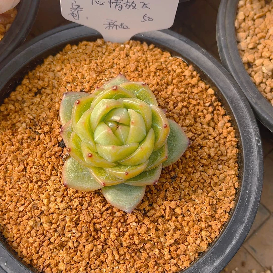 心**飞新品，多肉植物