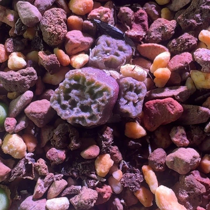 ·****.超皱烧麦一物一拍