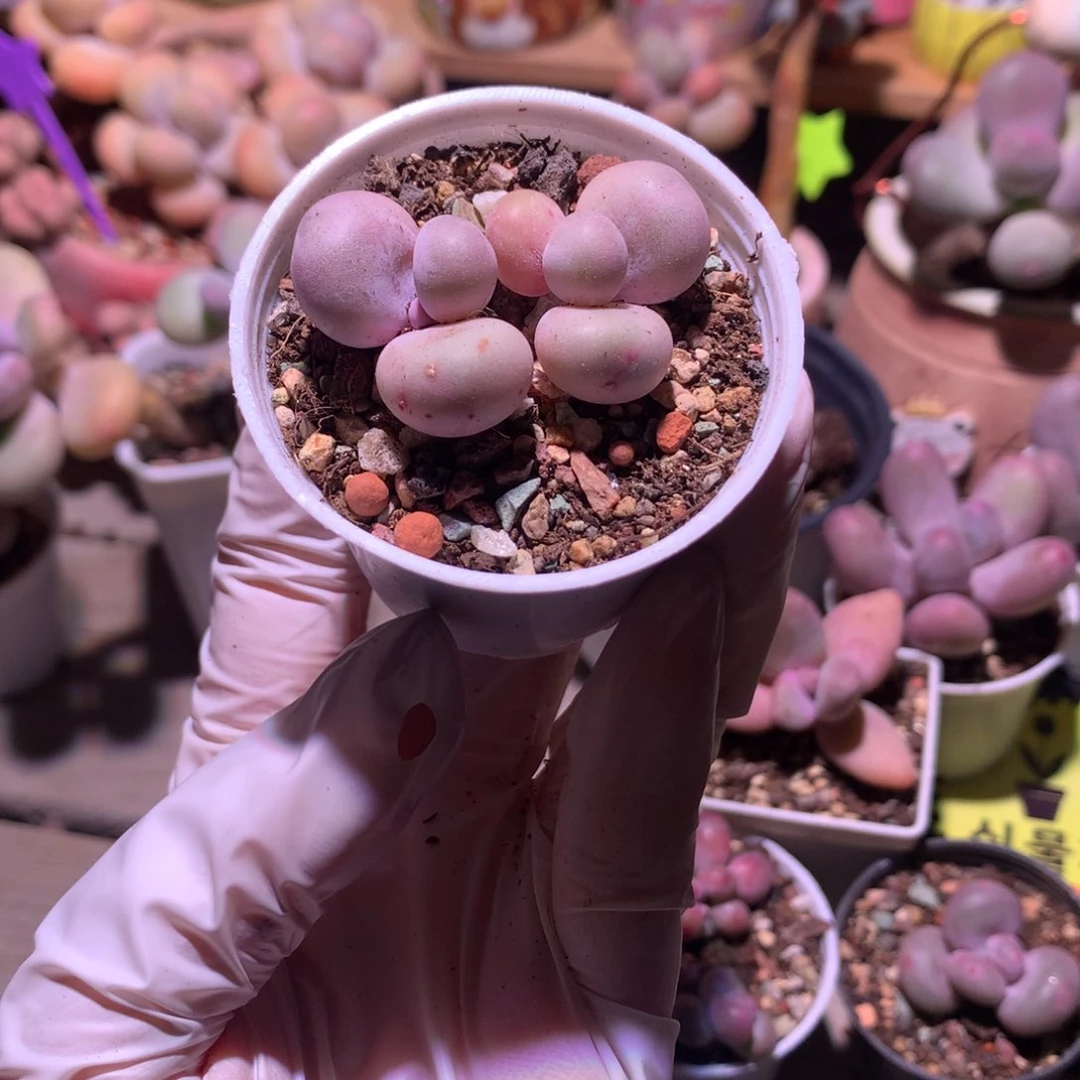 花*山水光针奶酪多肉水光针