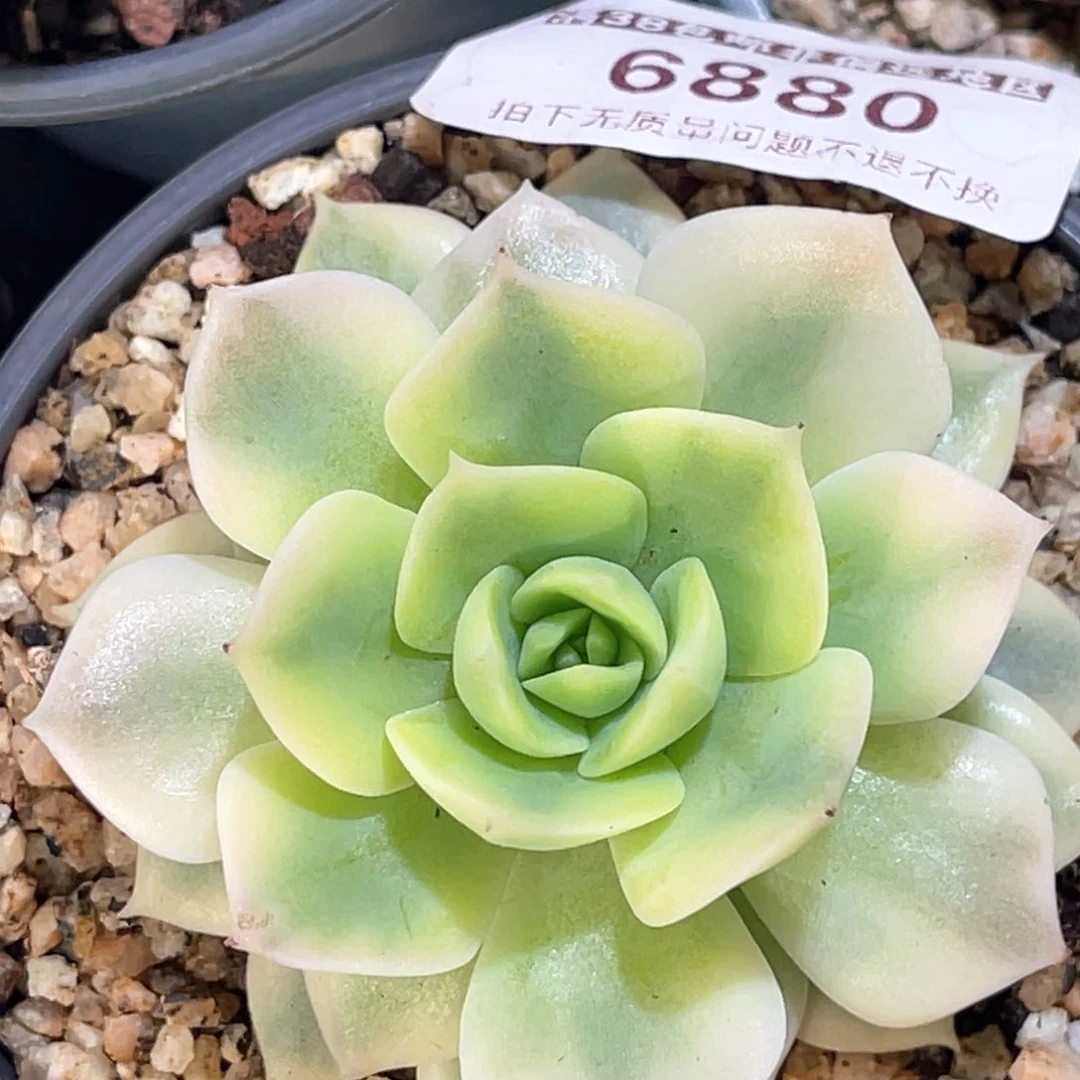 多肉特价范女王锦6880