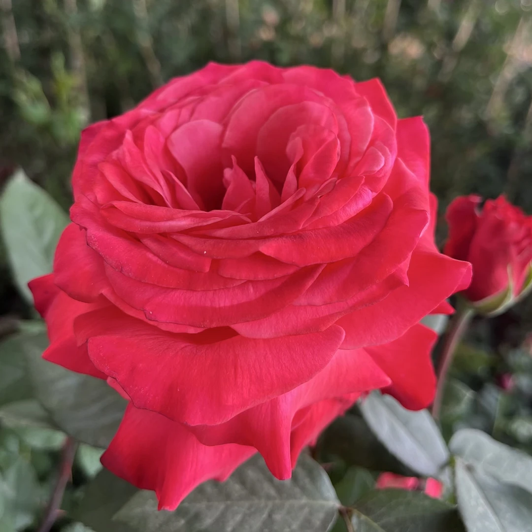 【里程碑】灌木月季 经典中香大花月季四季勤花抗病盆栽庭院花