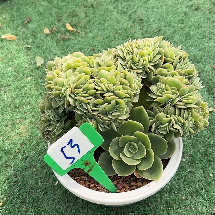 53.星娜塔一个脱土多肉