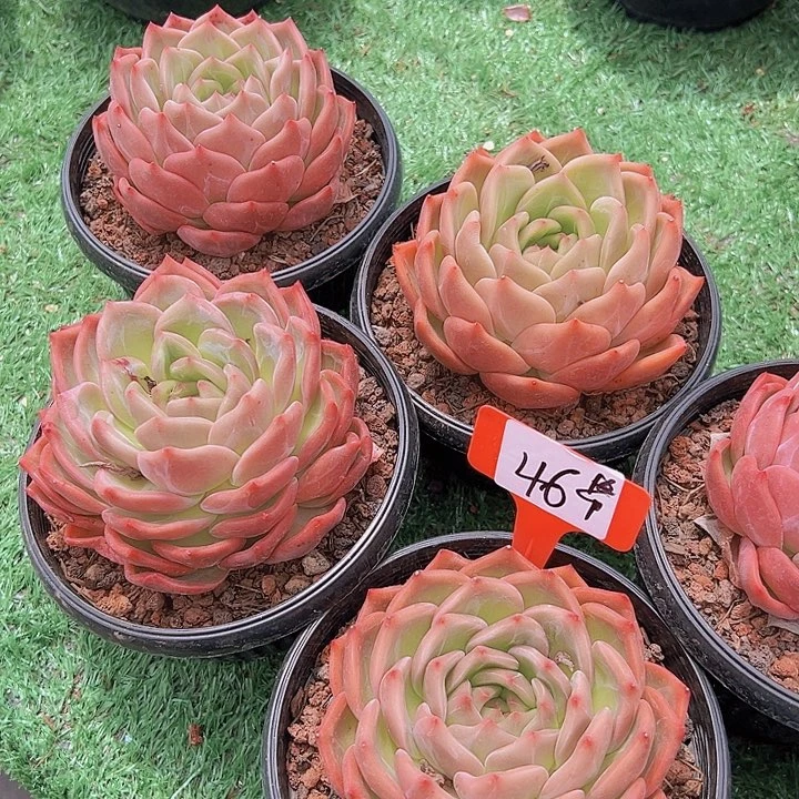 46紫滨带盆一个多肉