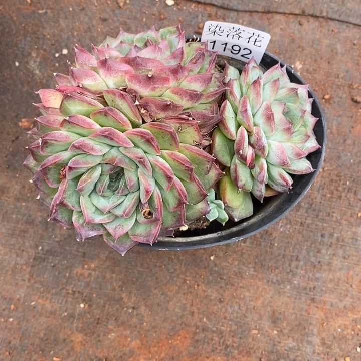 S***o精品多肉植物1192